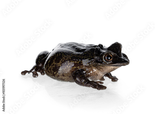 Yucatán Casque-headed Tree Frog aka Triprion petasatus, sitting side ways. Looking side ways showing profile. Isolated on a white background. photo