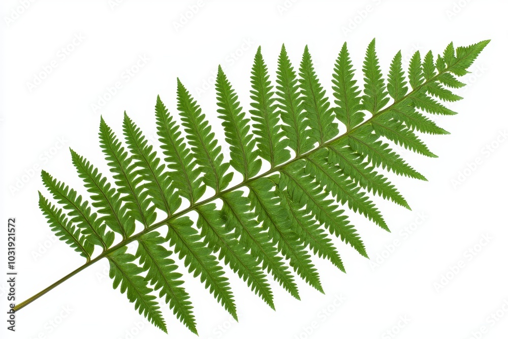 A single green fern leaf, its intricate fronds unfurling, isolated against a clean white background A single green fern leaf, its intricate fronds unfurling, isolated against a clean white background