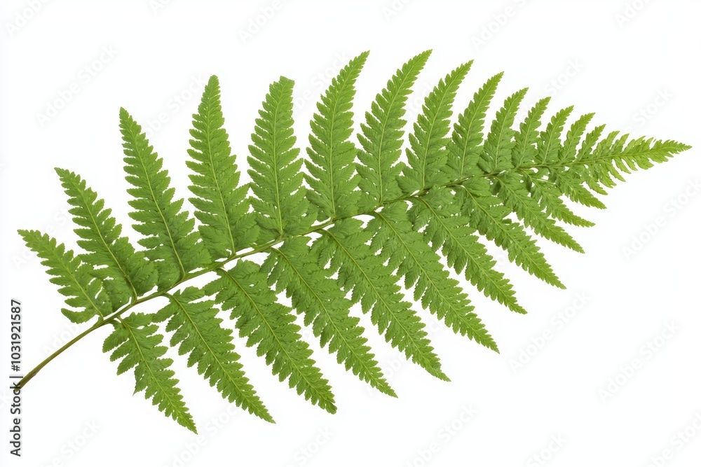 A single green fern leaf, its intricate fronds unfurling, isolated against a clean white background