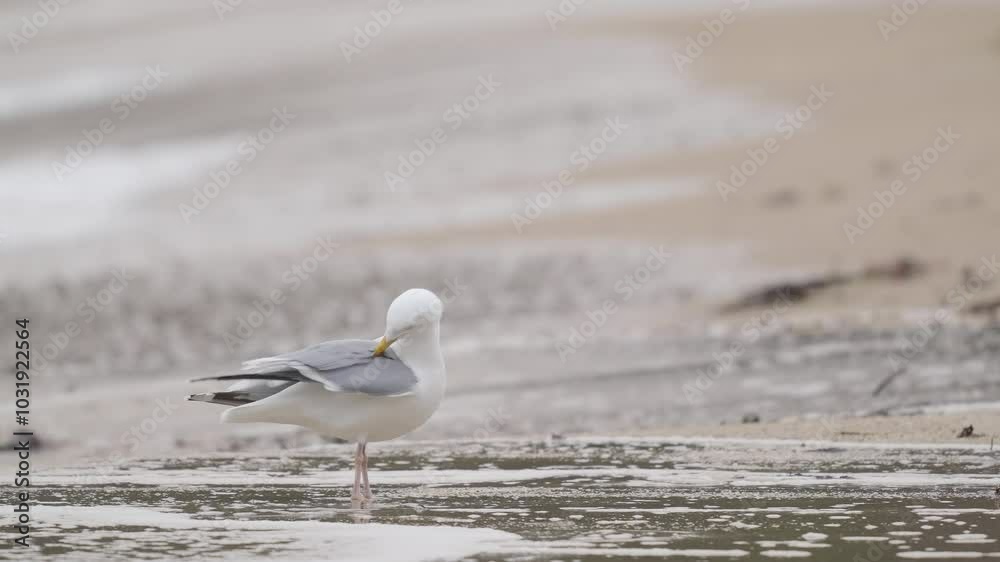 Seagull Preening on Sea Shore Seagull Preening on Sea Shore
