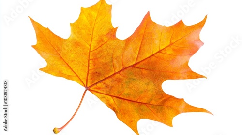 A vibrant maple leaf turning from green to orange, its autumnal hues captured perfectly, isolated on white