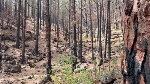 Pinos canarios en los montes de La Esperanza en la isla de Tenerife, islas Canarias, después del último incendio forestal