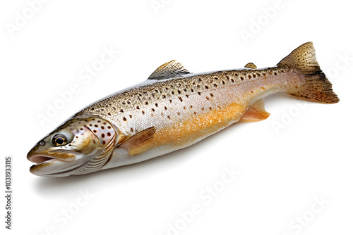 Fresh trout on white background