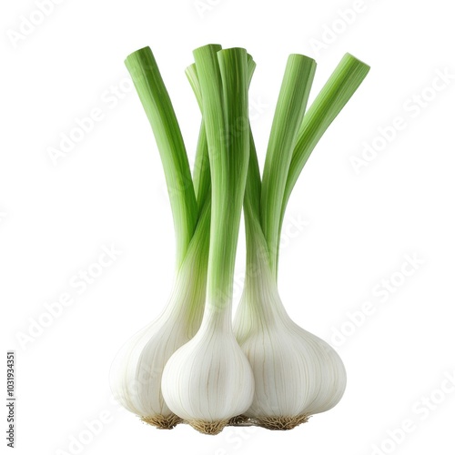 Fresh garlic bulbs with green stems isolated on white background
