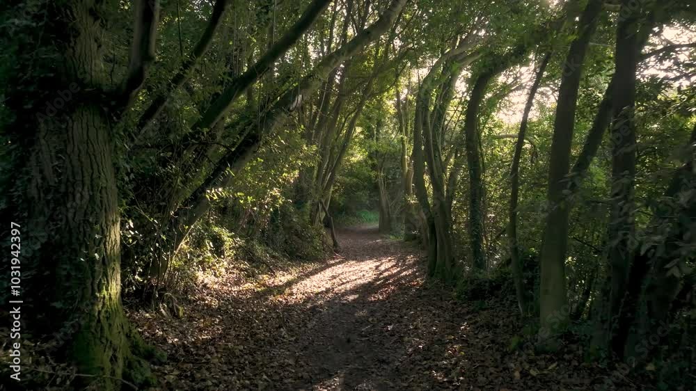 Hiking Trail Through Forest Trees At Sisalde In Arteixo, Galicia Spain. Dolly Shot