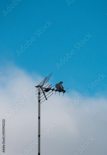 pigeon on antenna