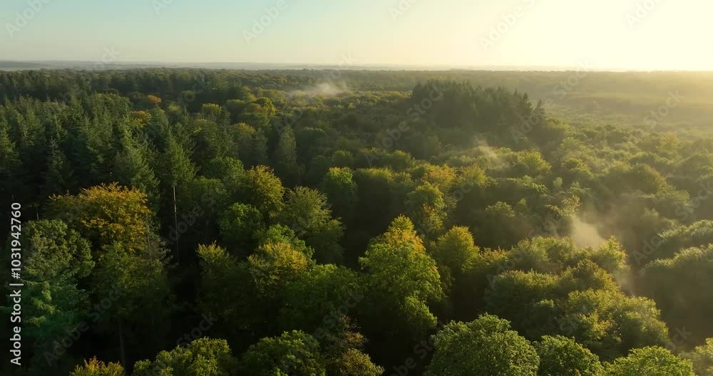 Vue aérienne de la forêt de Crécy