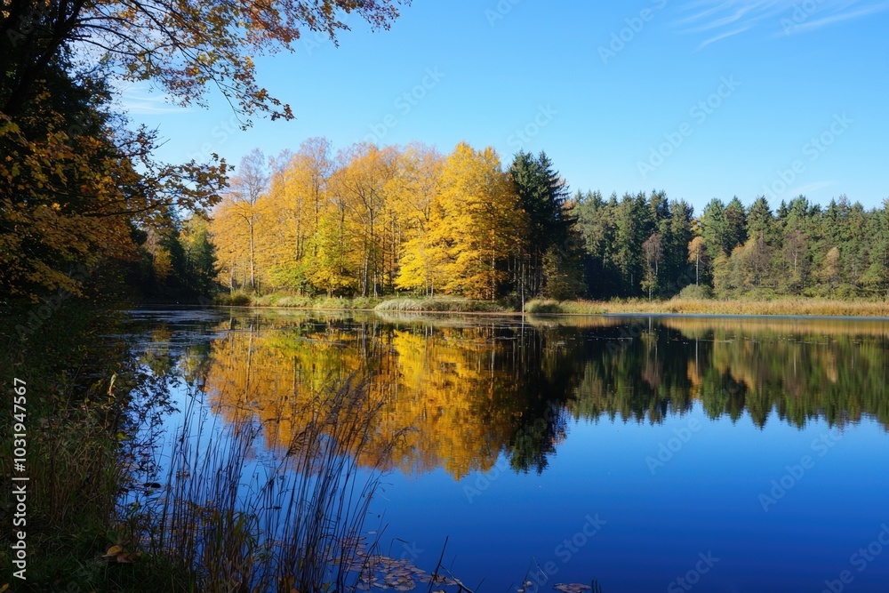 Autumn reflections on a tranquil lake surrounded by vibrant trees at midday Autumn reflections on a tranquil lake surrounded by vibrant trees at midday