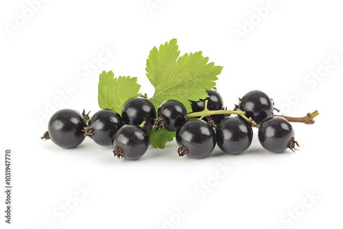 Black currant berry isolated on white background