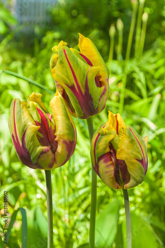 Three tulips of the Parrot Group 