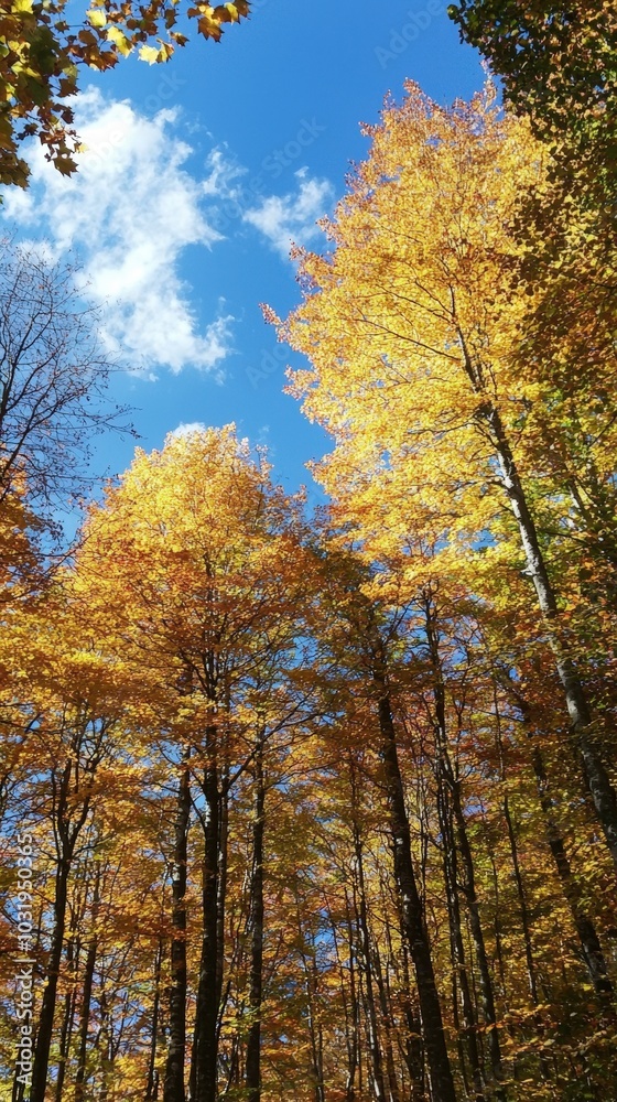 Golden autumn leaves illuminate the forest under a bright blue sky in the crisp afternoon air Golden autumn leaves illuminate the forest under a bright blue sky in the crisp afternoon air
