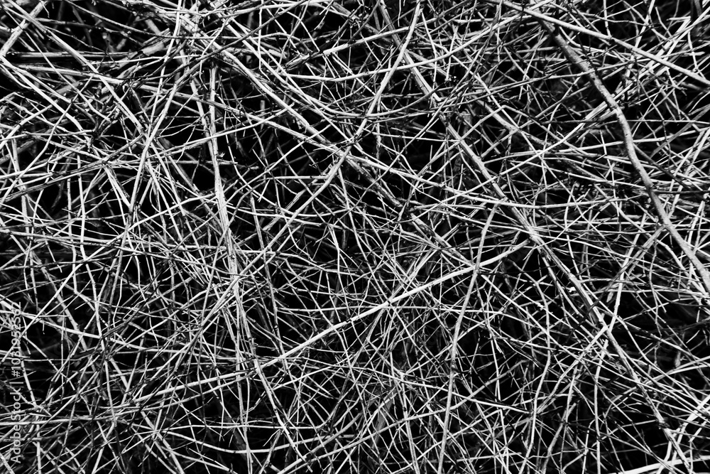 Natural twigs interwoven in black and white. Dry branches abstract pattern.