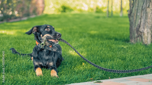 Photography mongrel puppy gnaws a leather leash on a walk in the park