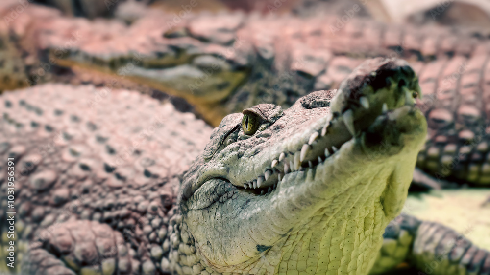 Obraz premium several alligator crocodiles close up