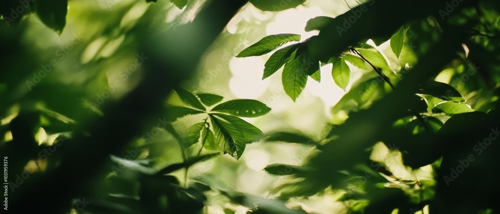 Escape to the wilderness: High-resolution forest wallpaper for any project. Escape to the wilderness: High-resolution forest wallpaper for any project.