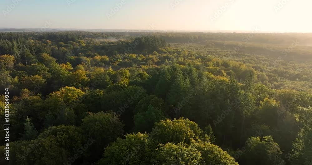 Vue aérienne de la forêt de Crécy Vue aérienne de la forêt de Crécy