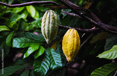 Two cacao on tree ,ripe cacao fruit and green cacao pod on cocoa tree plant fruit plantation
