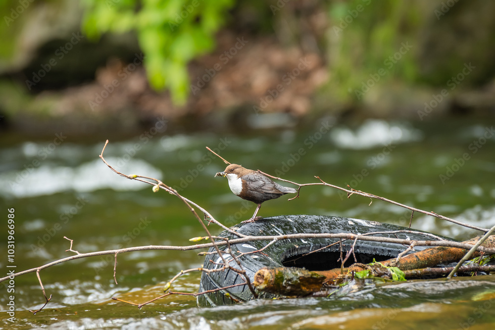 White throated dipper (Cinclus cinclus) a small bird with colorful plumage sits on an old tire thrown into the river. Garbage in the river.