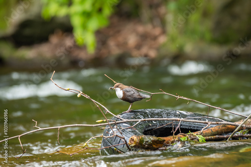 Obraz na płótnie White throated dipper (Cinclus cinclus) a small bird with colorful plumage sits on an old tire thrown into the river. Garbage in the river. w salonie