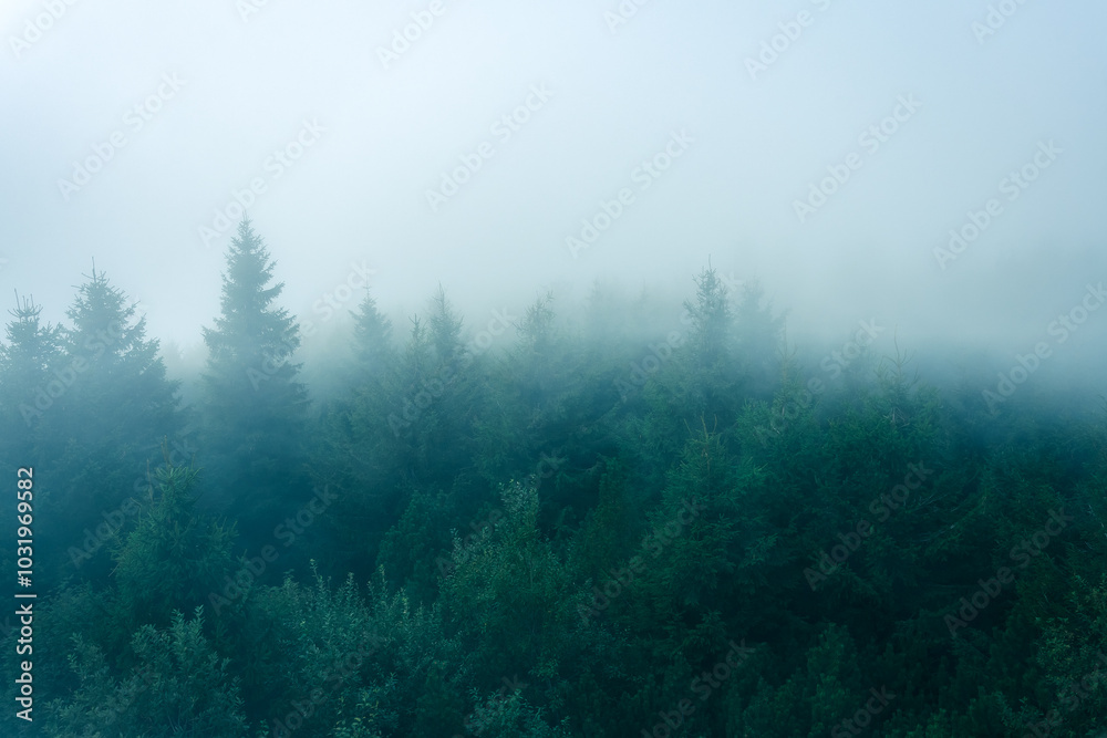 Thick fog moves over the trees, top view of dense forest in the morning.