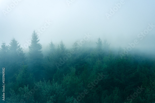 Obraz na płótnie Thick fog moves over the trees, top view of dense forest in the morning. w salonie