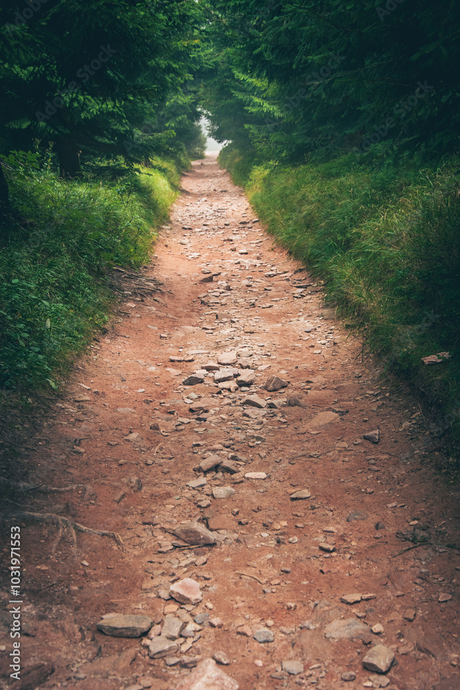 Bystrzyckie Mountains, Eastern Sudetes, rocky mountain hiking trail leading through the forest to the mountain top.