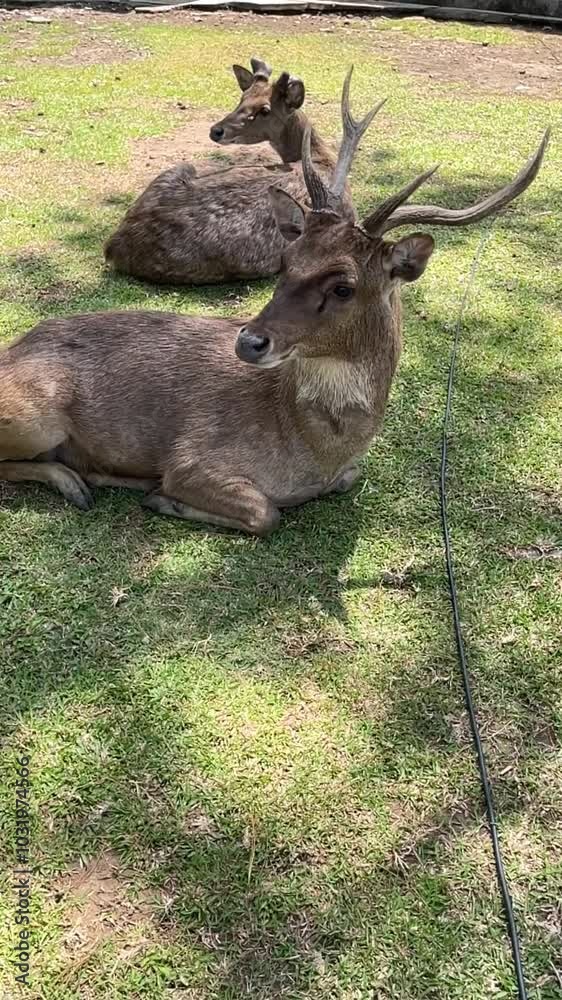a pair of deer in the park a pair of deer in the park