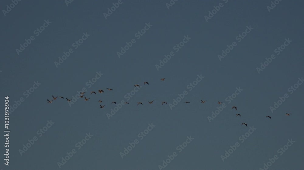 Large flock of geese flying in the blue winter sky on migration. Birds fly south for the winter in large numbers England UK 4K