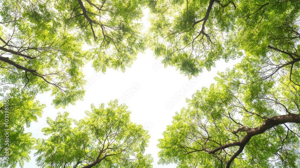 Fototapeta premium Lush Green Tree Canopy Against Bright Sky