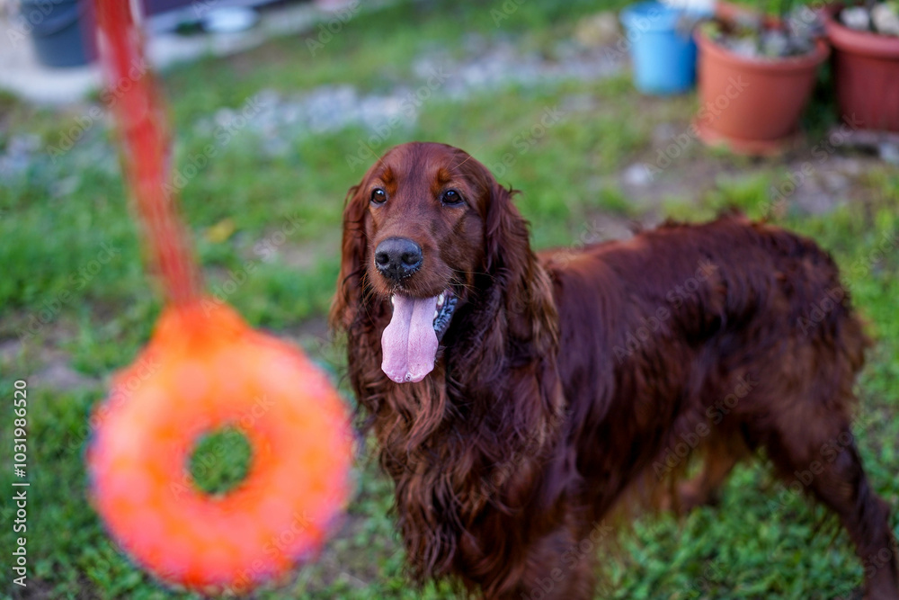 Obraz premium Happy Irish Setter playing with owner and waiting for a toy. Purebred hunting dog