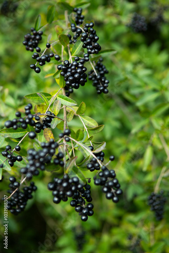 black berries in the forest, currant background