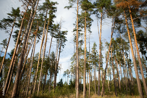 Trees grow in the forest, nature background