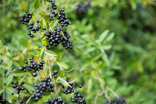 black berries in the forest, blueberry background
