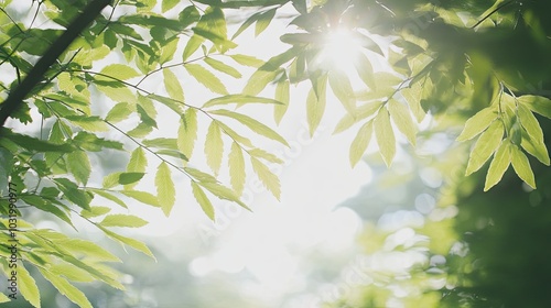 Sunlight Shining Through Fresh Green Leaves