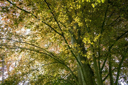 View from below of a tree with green and yellow leaves in sunlight during autumn in Austria