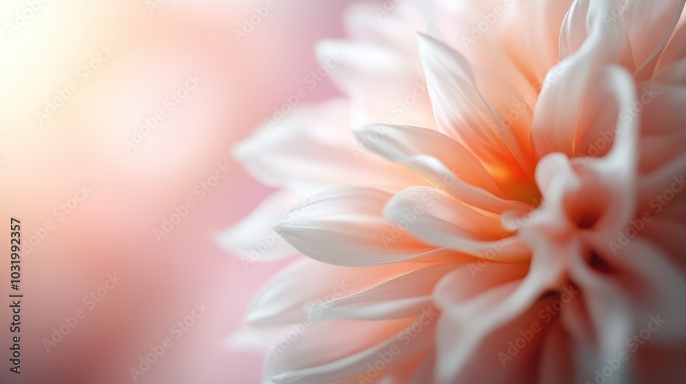 This close-up of a soft peach dahlia showcases its delicate petals in exquisite detail, creating a dreamy, pastel vision that evokes softness and beauty.