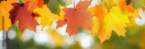 Golden Autumn Scenery Close-Up of Red and Yellow Maple Leaves Glowing in the Warm Sunlight