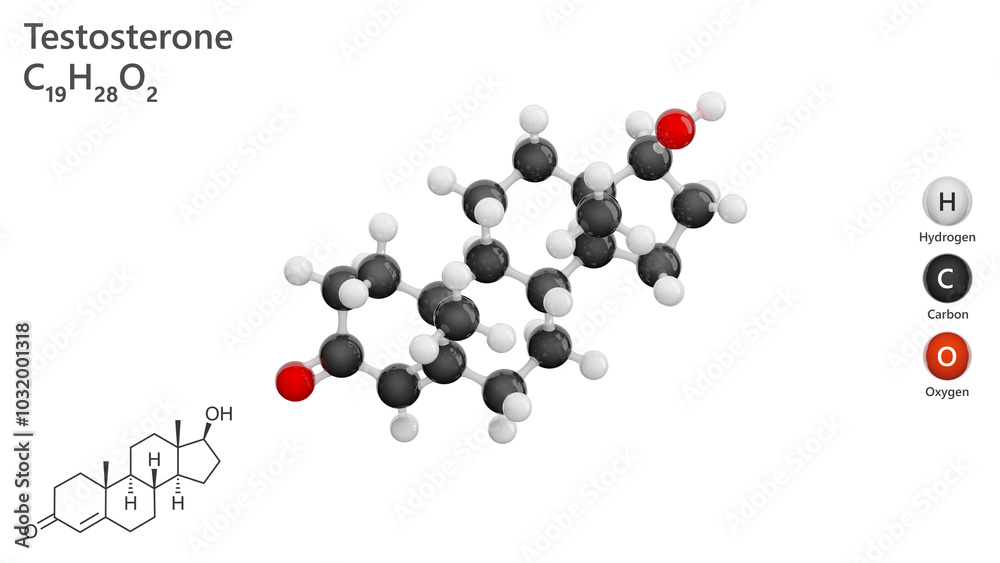 Molecule of Testosterone. A detailed model of male hormone. Molecular formula: C19H28O2. Chemical model: Ball and Stick. White background. 3d illustration Molecule of Testosterone. A detailed model of male hormone. Molecular formula: C19H28O2. Chemical model: Ball and Stick. White background. 3d illustration