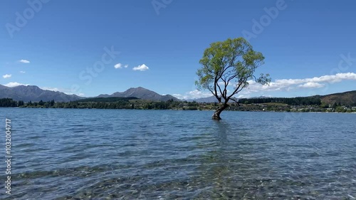 That Wanaka Tree, famaous tree in Wanaka, New Zealand  photo