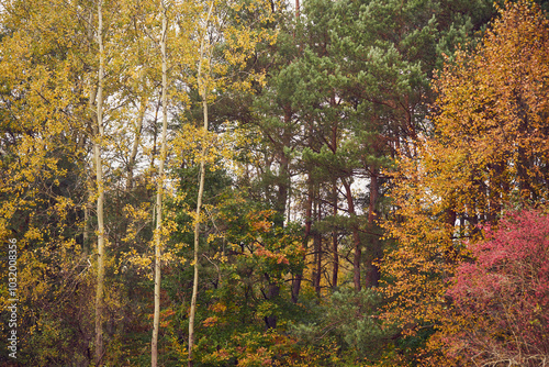 Fototapeta Naklejka Na Ścianę i Meble -  drzewa,niebo 