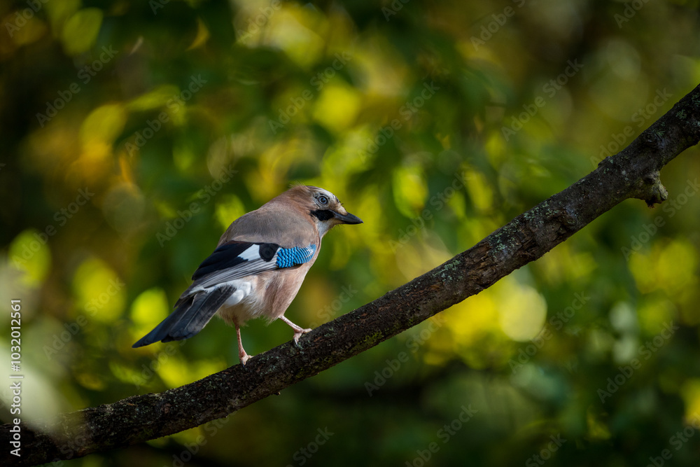 common jay on a tree in the park common jay on a tree in the park