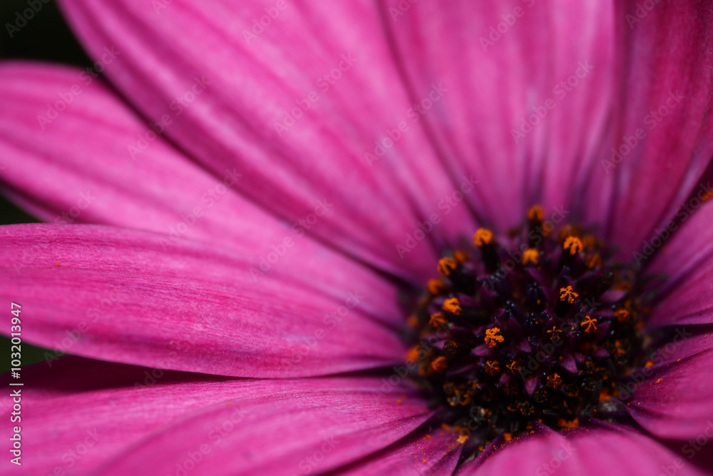 close up of purple african daisy close up of purple african daisy