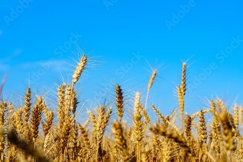 Golden ripe wheat under blue sky in sunlight in summer