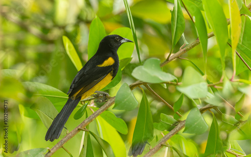 Fotografía Gelbschultertrupial, black-cowled oriole (Icterus prosthemelas)