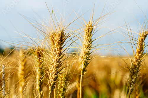 Golden ripe wheat under blue sky in sunlight in summer