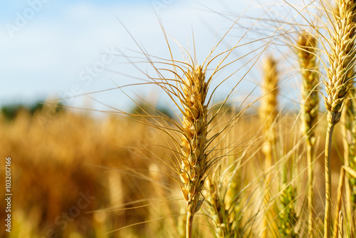 Golden ripe wheat under blue sky in sunlight in summer