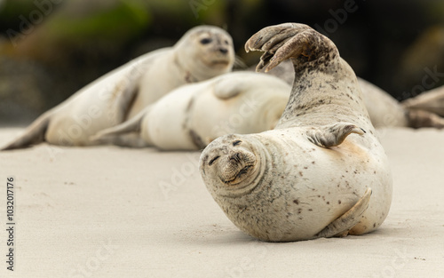 Kegelrobbe (Halichoerus grypus) photo