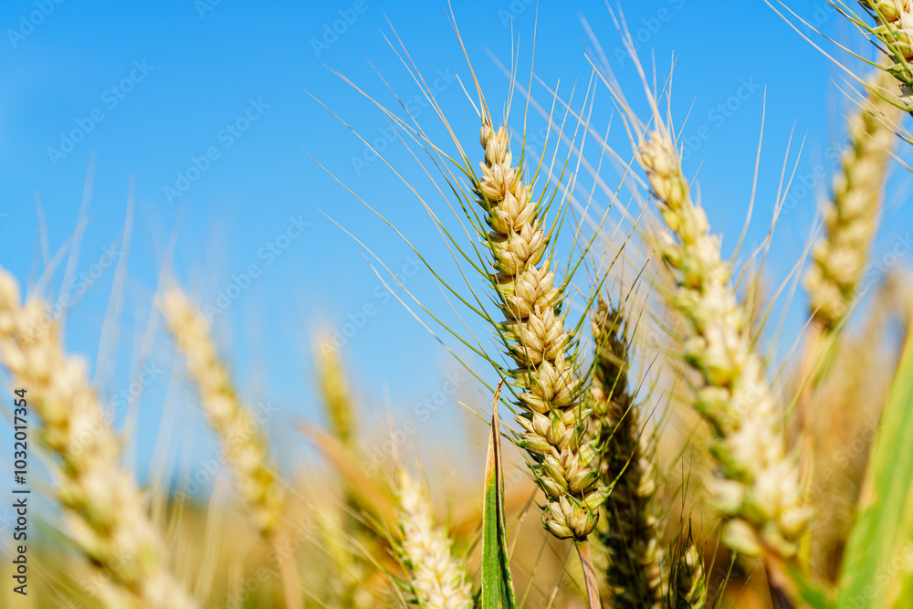 Golden ripe wheat under blue sky in sunlight in summer Golden ripe wheat under blue sky in sunlight in summer