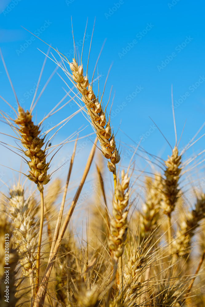 Golden ripe wheat under blue sky in sunlight in summer Golden ripe wheat under blue sky in sunlight in summer