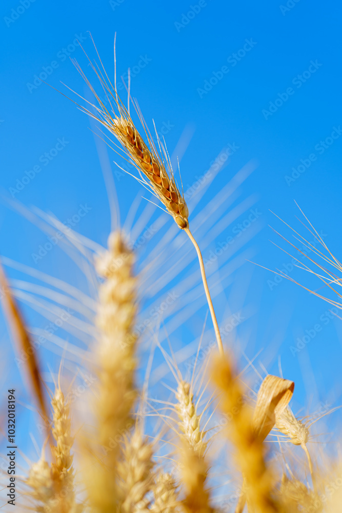 Golden ripe wheat under blue sky in sunlight in summer Golden ripe wheat under blue sky in sunlight in summer